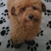 Register red mini toy poodle male