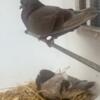 Giant Runt Pigeons- Old style and New Style
