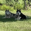 Adoptive Family for Two Siberian Huskies