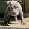 9 week old (Male) American Bully pup Available