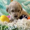 Golden Labradoodle Puppies!  3 free training sessions!