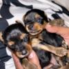CKC Yorkshire terrier female puppies 2 available