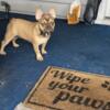 Frenchie pups 5 months short an compact pet home