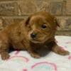Toy Poodle Bentley Male