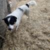 Cattle dog/border collie mix looking for an active home with lots of love!