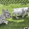 Frenchie puppies AKC registered