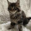 Maine Coon kittens ready for homes