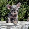 Fera French Bulldog female puppy for sale. $2,200