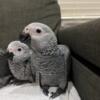 Very Tamed babies African grey parrots