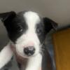 Border collie for Rehoming