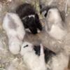 Baby Bunnies (Holland Lops)