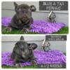 AKC French Bulldogs- Blue &Tan, Blue Sable and Lilac Fawn  Indianapolis- HD Frenchies Indy on Facebook