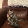 Bengal Kittens males & females gorgeous
