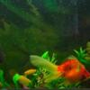 Fancy Goldfish and Plecos for sale