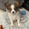 Papillon Puppies AKC, In Florida parents are tested.