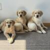 Reddish yellow English lab puppies