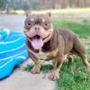 Chocolate tri male American bully available