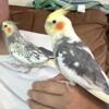 Baby cockatiels available soon