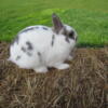Netherland Dwarf Bunny