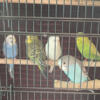 Parakeets. 1 pair and 3 babies