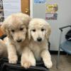 Goldendoodle puppies ready for their forever home