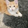 Male kittens looking forever home