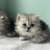 Silver Tabby Persians