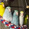 Lots of baby parrotlets many colors