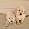 Pure Breed Golden Retriever Puppies! Vaccinated