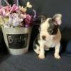 AKC registered Boston terriers two boys and one girl