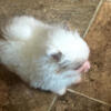 Merle Pomeranian puppy available