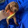 1 year old Male Toy Poodle