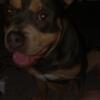 Tri-Color American Bully, 3 Years Old, Fully Vaccinated