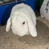 Holland Lop Male White Blue Eyed Male Rabbit Bunny