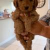 Labradoodles puppies for sale