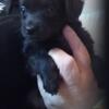 Female black long hair chihuahua puppy avai!able, Huntington WV, $400