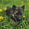 6 week old german shepard puppies akc registered purebred