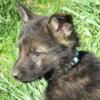 Akc Reg German Shepherd Sable Male (Hunter Green Collar)