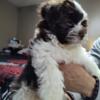 Shih tzus puppies available