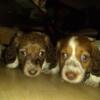 New micro  dachshunds puppy's