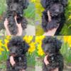 Black Male Miniature Poodle Puppy