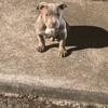 American bully for sale 500