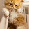 Purebred Persian Rare gorgeous female bi color kitten