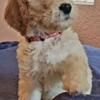 Goldendoodle F1B Apricot Male Standard Hypoallergenic Mr Red