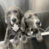 Family Raised Greatdane puppies