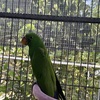 Male Eclectus Baby