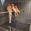 Beautiful rosellas looking for forever home