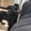 Price reduced "Calamity Jane" Female Black Toy Poodle
