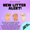 New litter ready mid June 2024