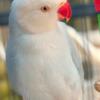 Albino Indian Ringneck for sale